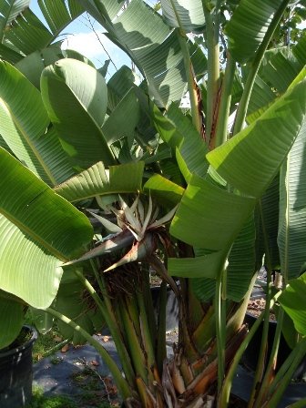 Strelitzia Nicolai (2).JPG